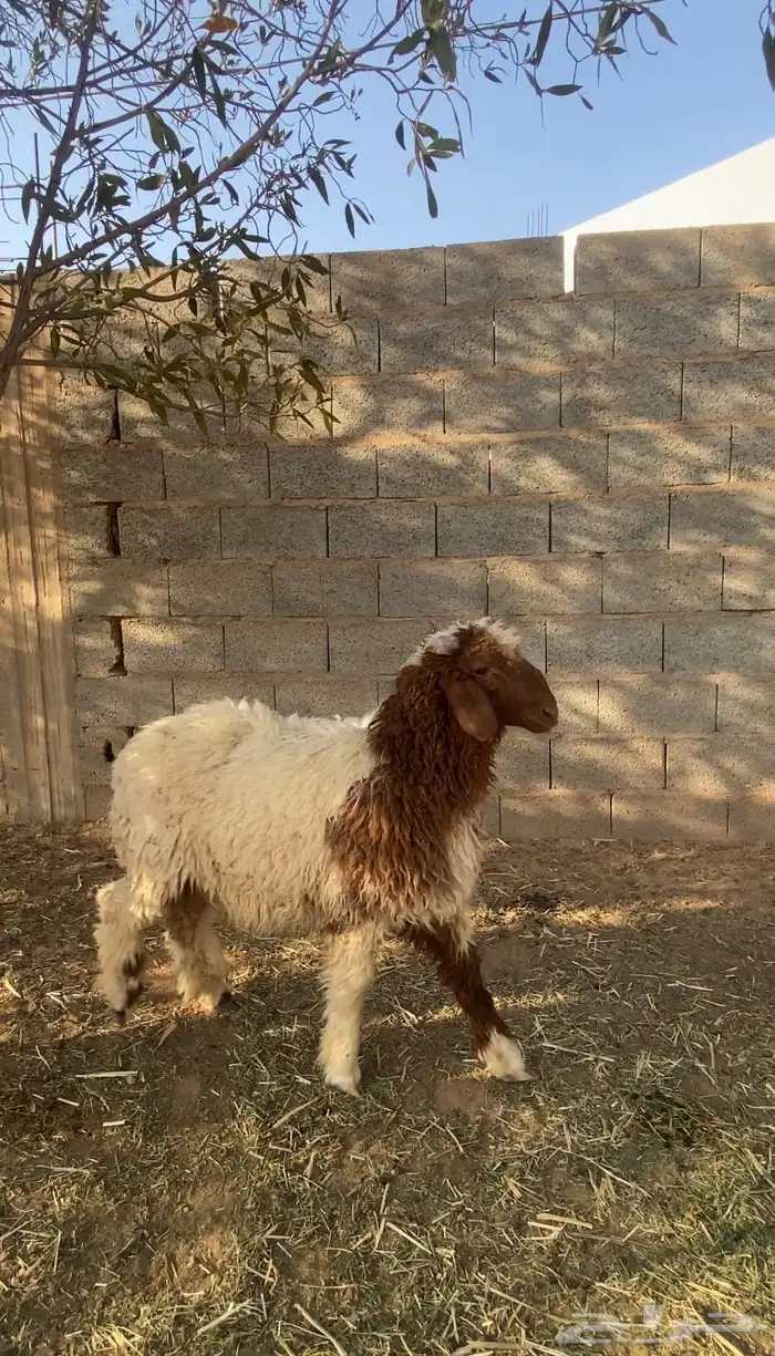 خروف نعيمي 1