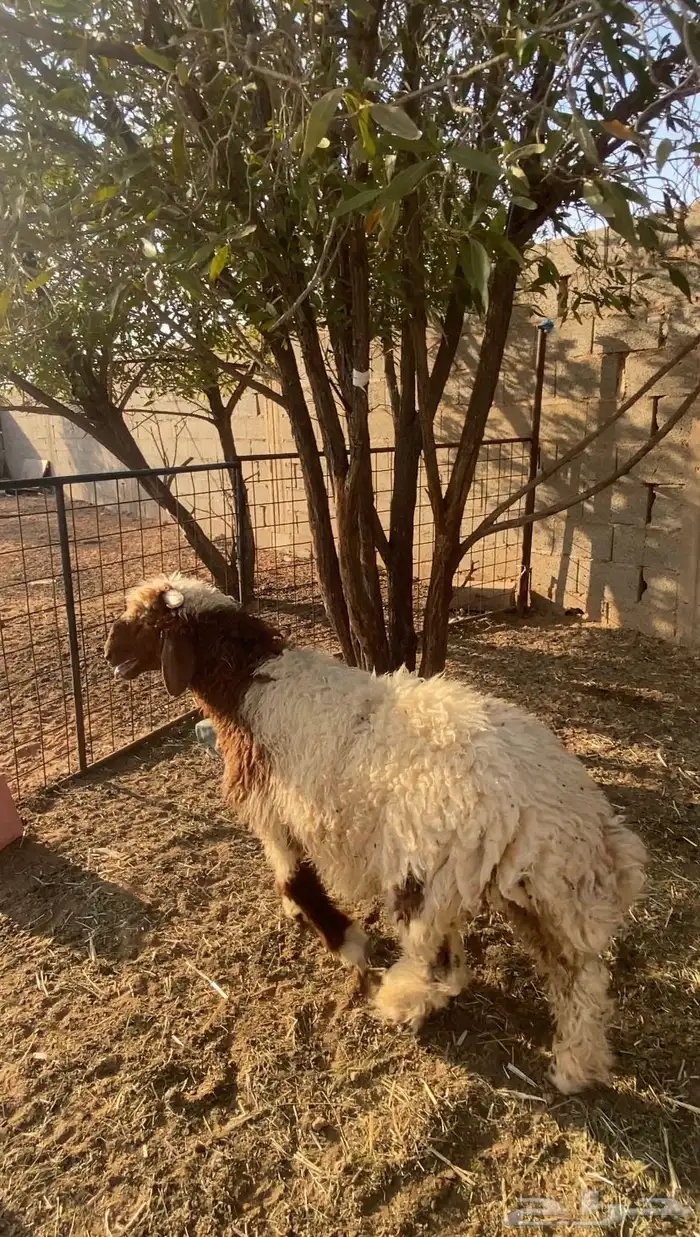 خروف نعيمي 0