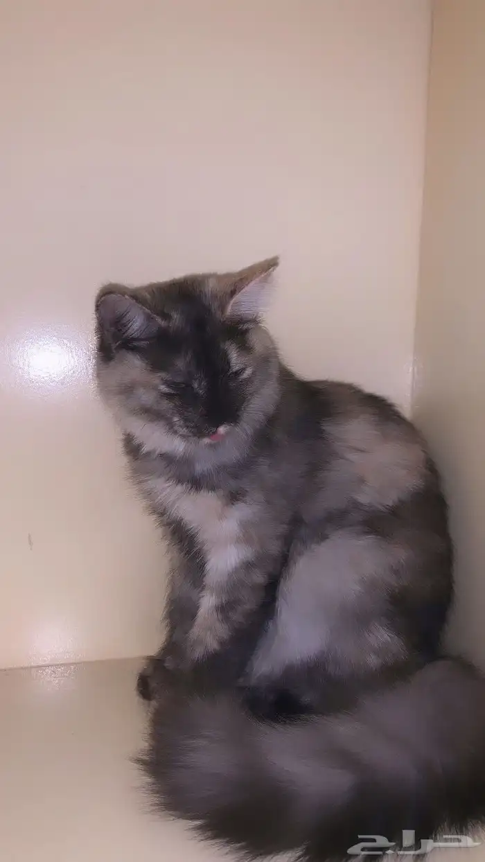 قطوه عمرها شهرين تخاف مره من السيارات ماتهدى الا بالبيت . 0