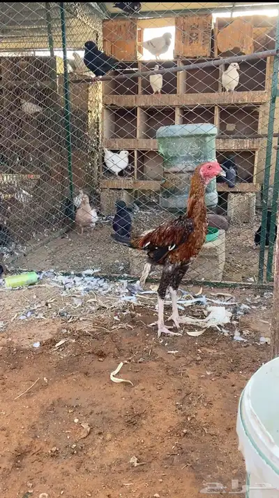 ديك باكستاني 0