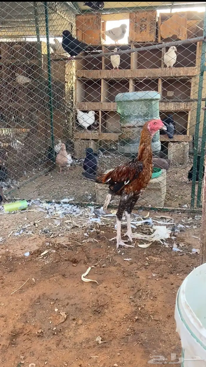 ديك باكستاني 0