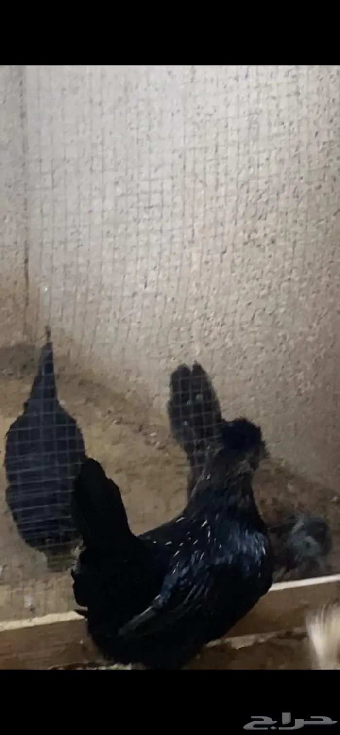 دجاج حباحب دم صافي 1