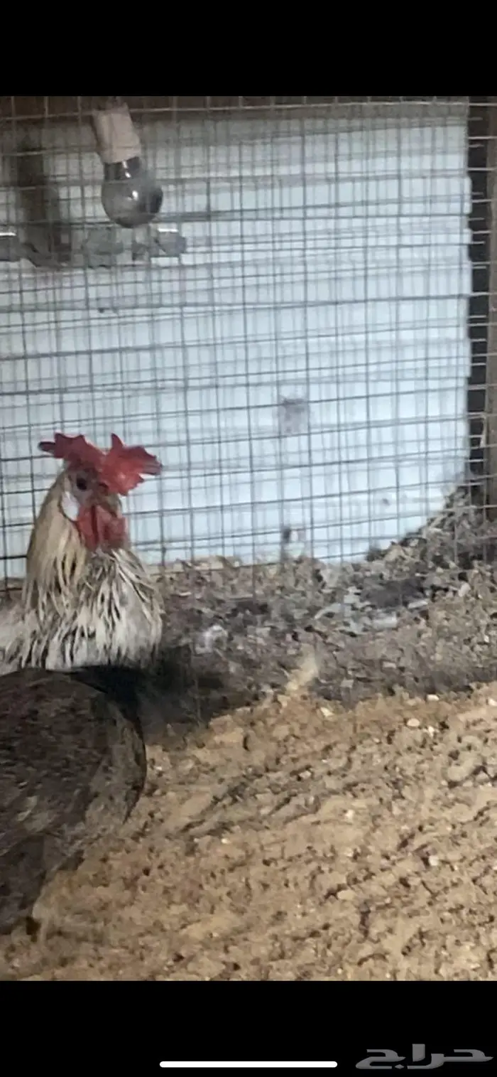 دجاج حباحب دم صافي 3