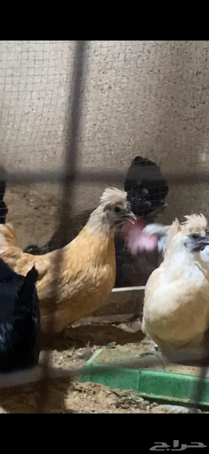 دجاج حباحب دم صافي 10