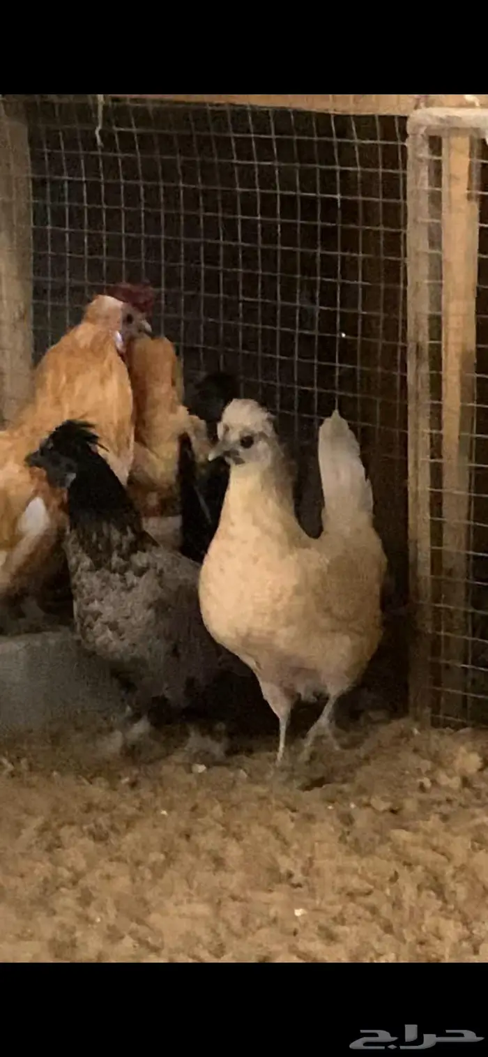 دجاج حباحب دم صافي 27