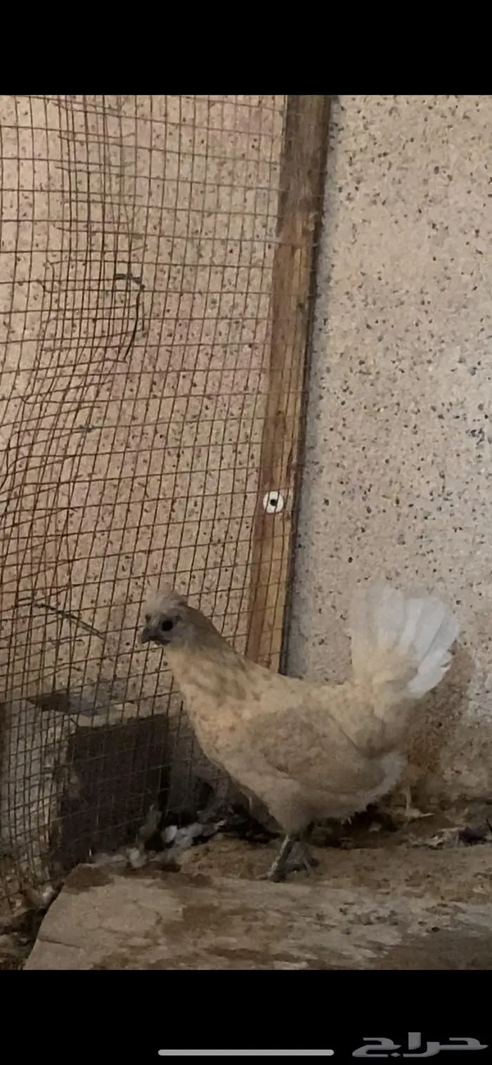 دجاج حباحب دم صافي 8