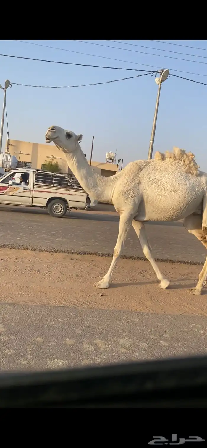 ضروبه 2
