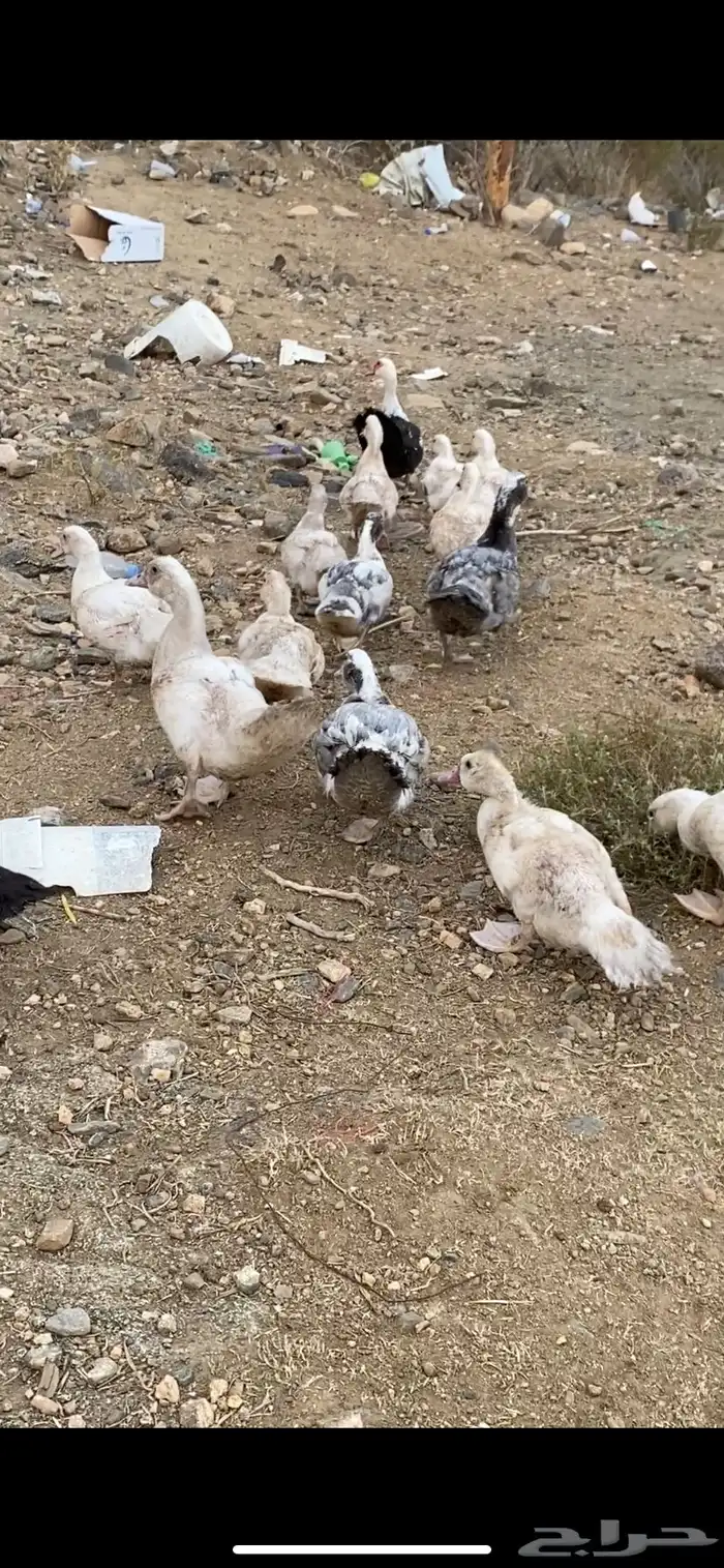 بطه مع فروخها فروخها كبار 3