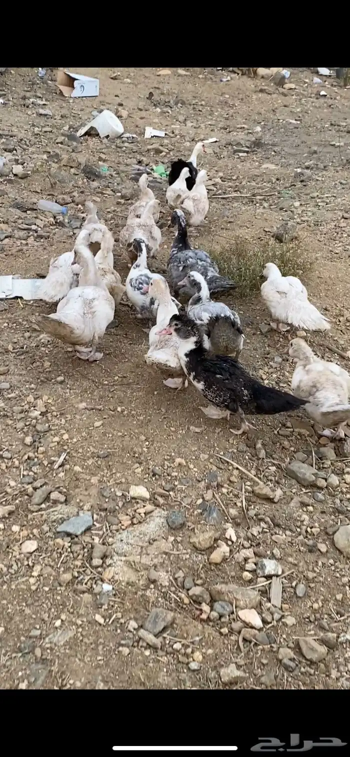 بطه مع فروخها فروخها كبار 4