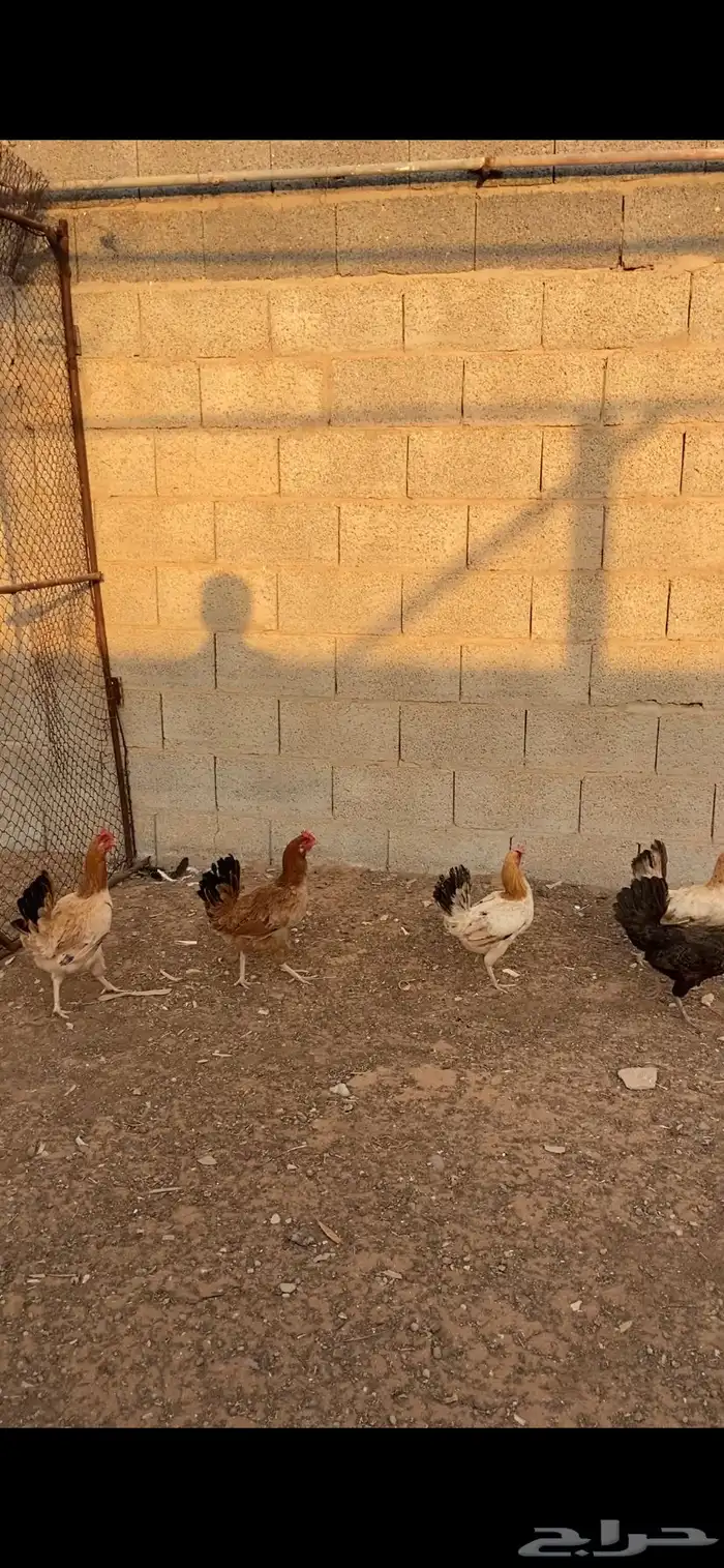 دجاج بلدي بياض 1