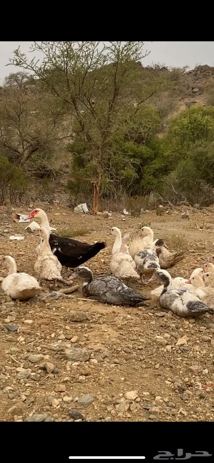 بطه مع فروخها فروخها كبار 6