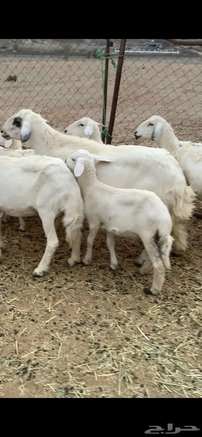 غنم(ظان)مقاني طيبه 1
