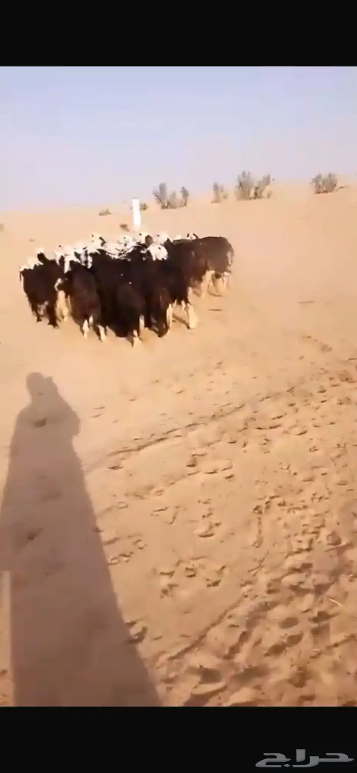 البيع نجد موليد 1