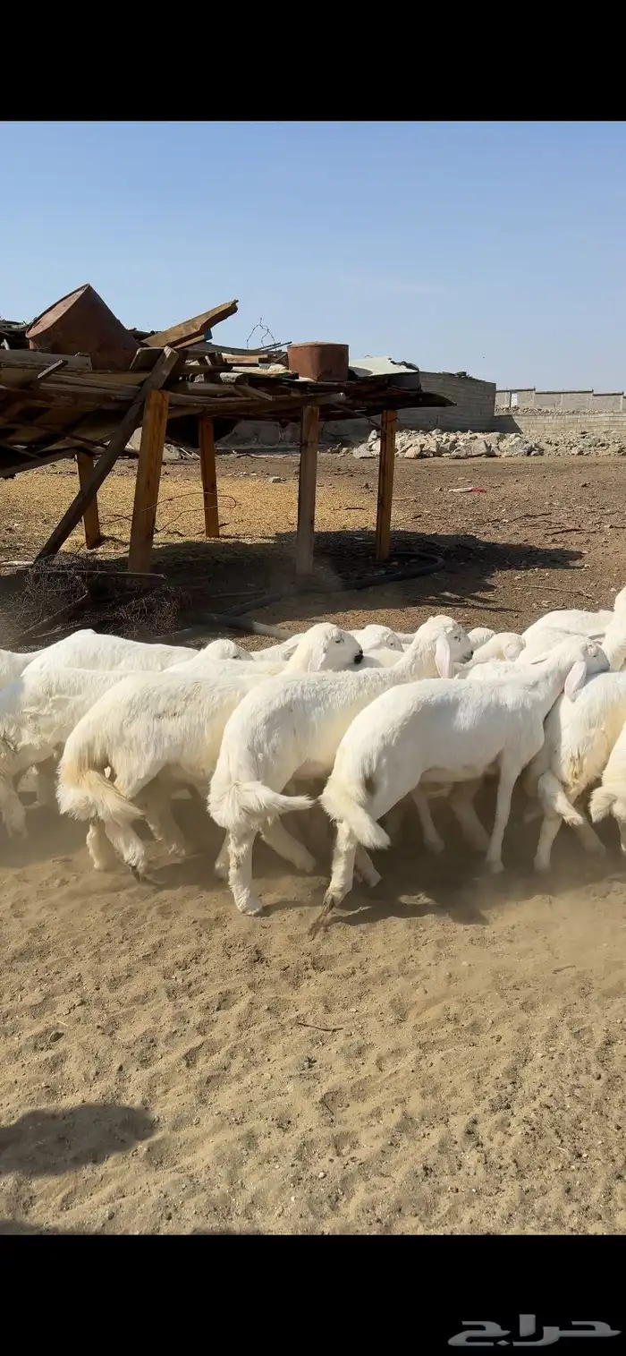 خرفان ورخال 2