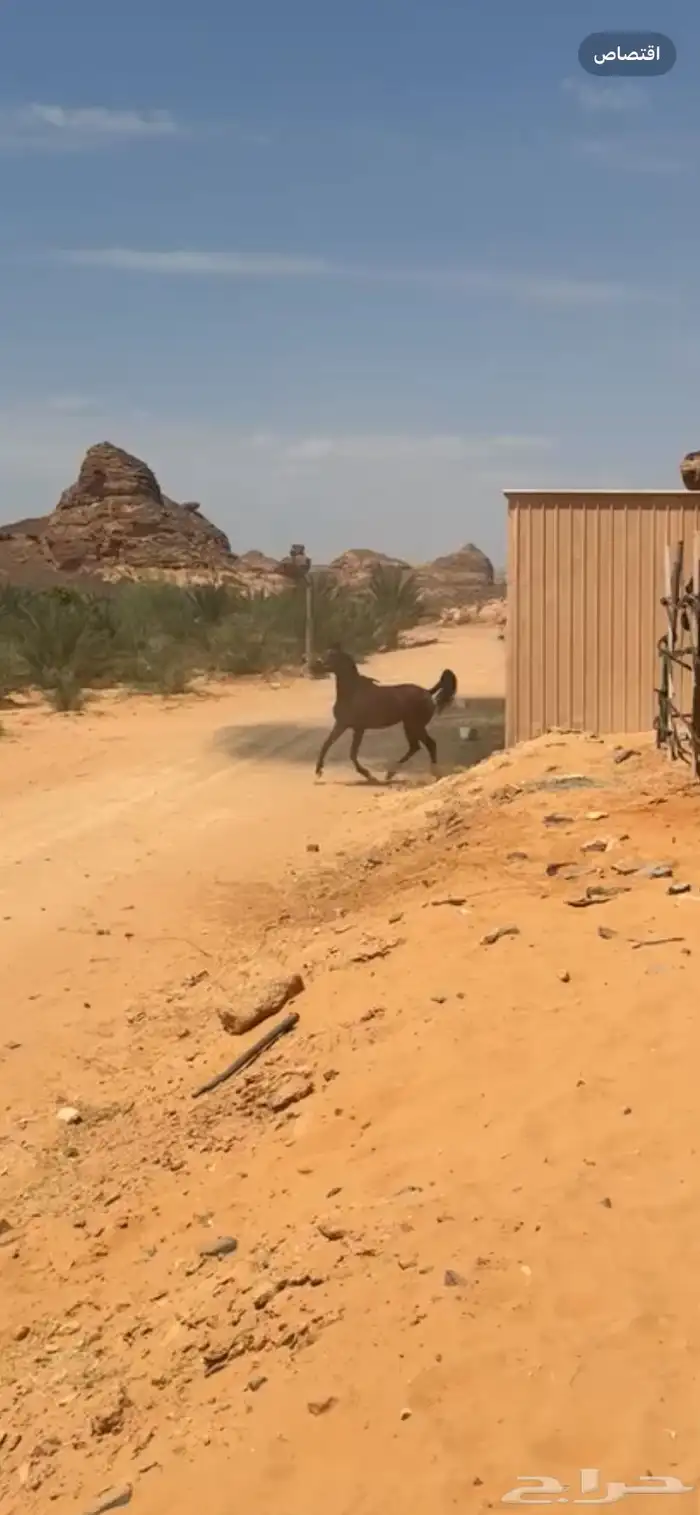فرس شعبيه للبيع 1