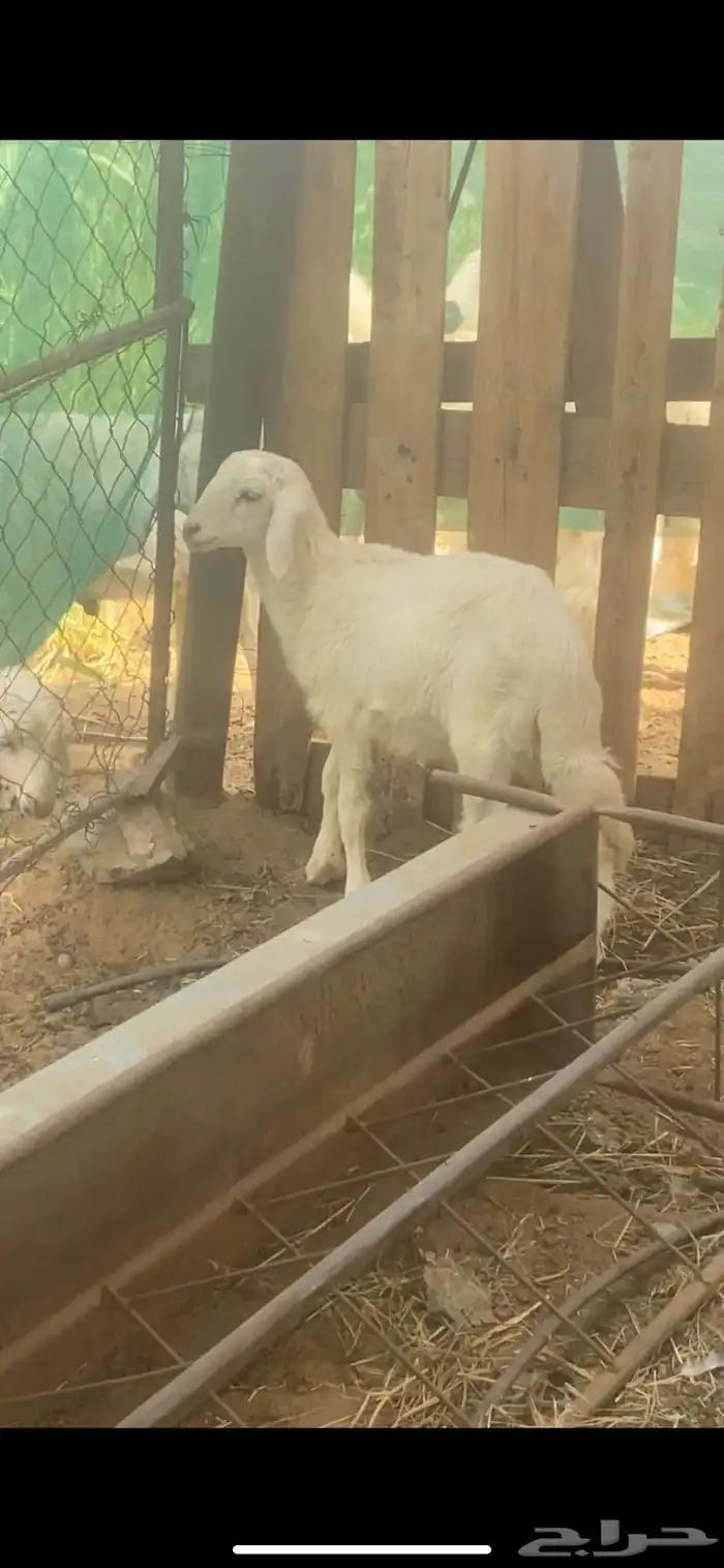 خروف 0