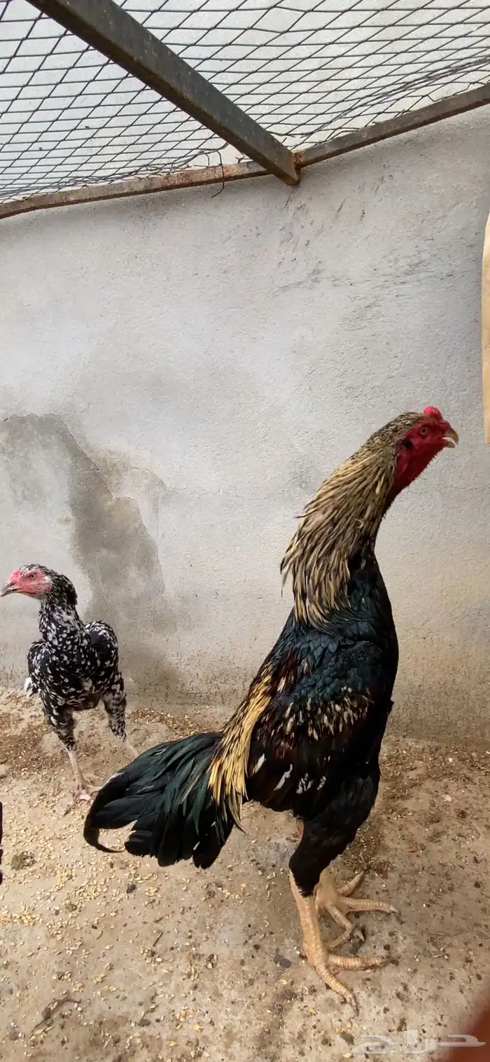 زوج دجاج سندي المجاردة 2
