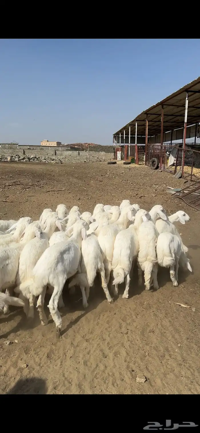 خرفان ورخال 1