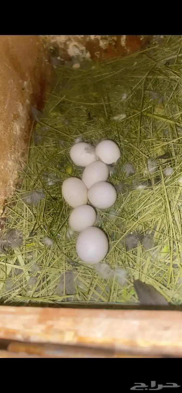 جوز روز منتج 3