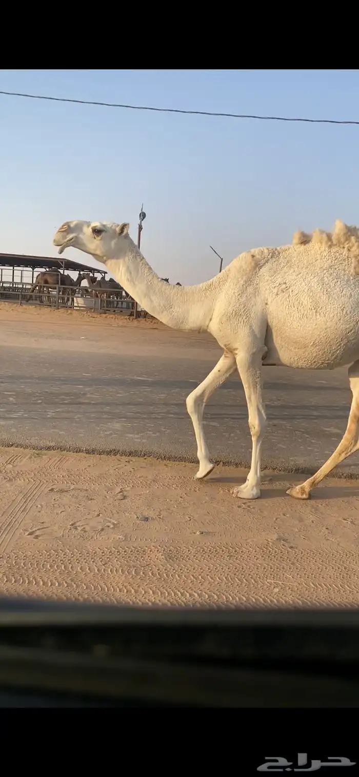 ضروبه 0