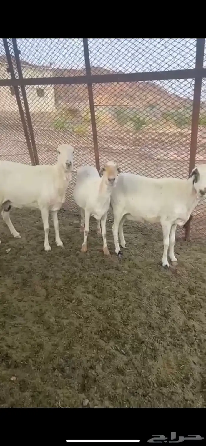ضان دفيع وجروم مشالله 0