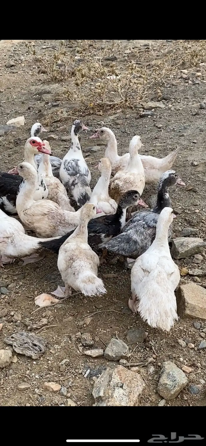 بطه مع فروخها فروخها كبار 0