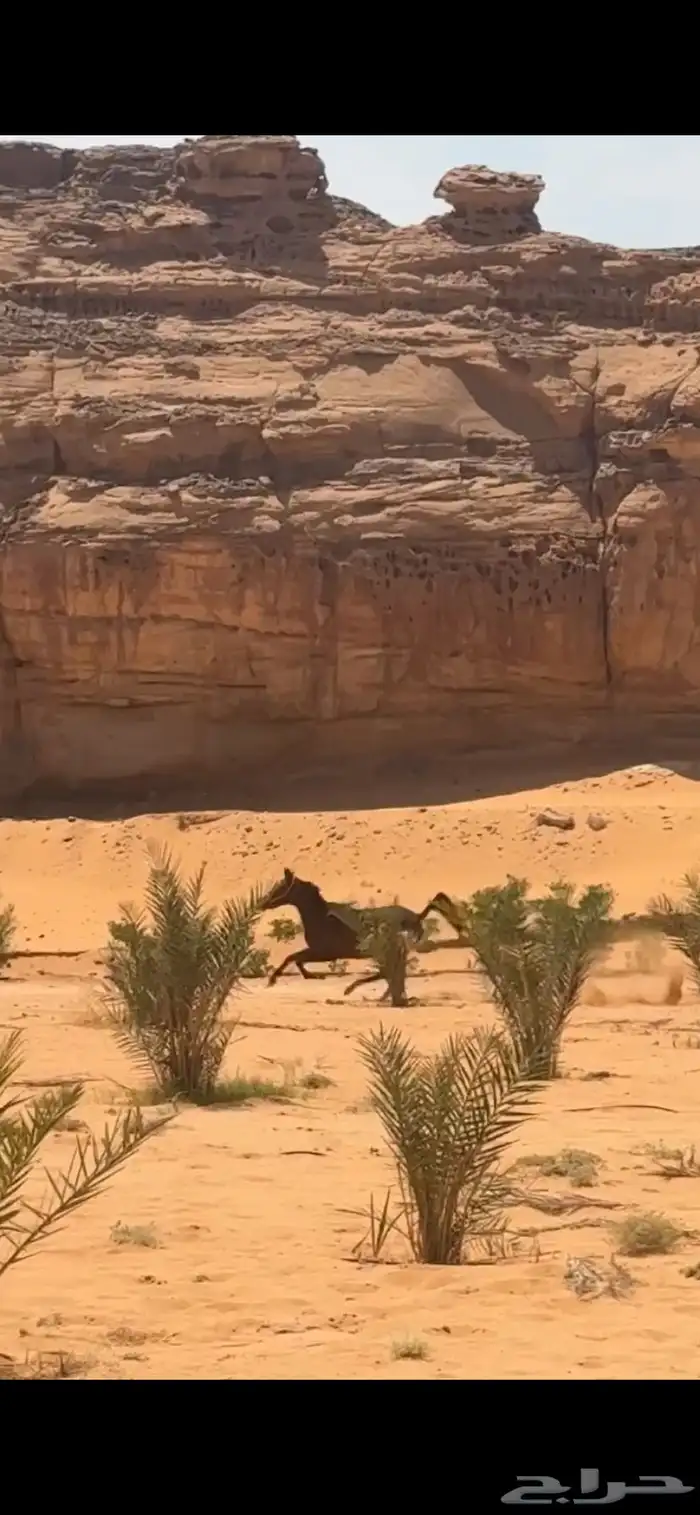 فرس شعبيه للبيع 2