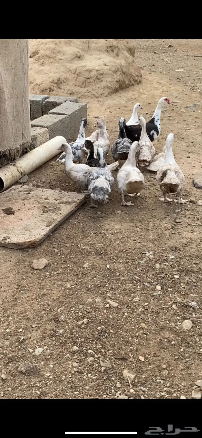 بطه مع فروخها فروخها كبار 1
