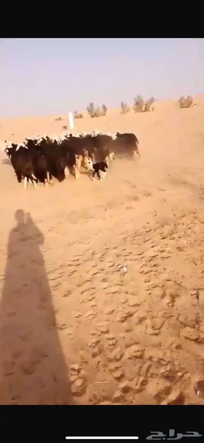 البيع نجد موليد 0