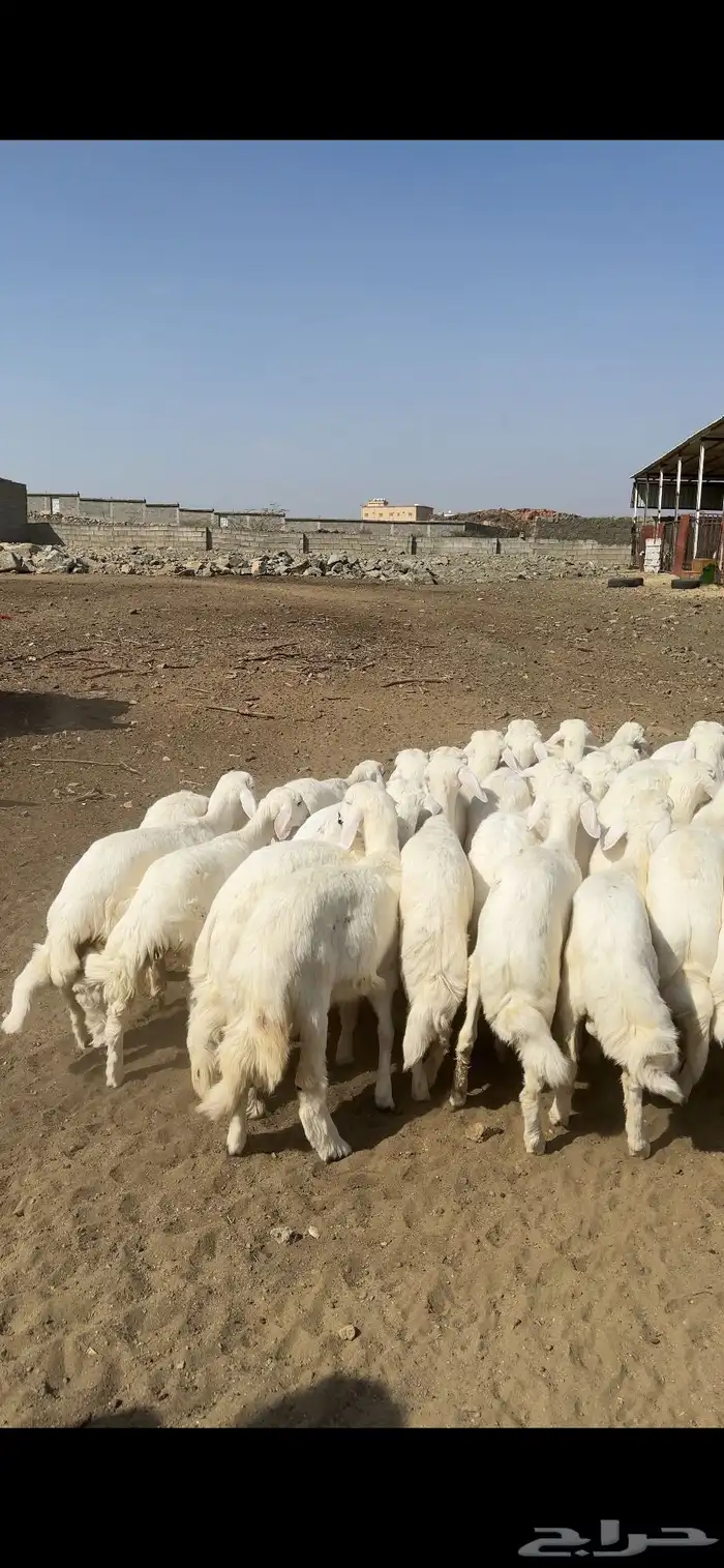خرفان ورخال 0