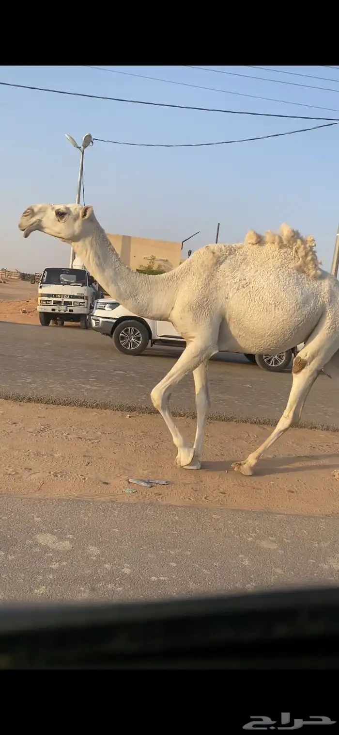 ضروبه 3