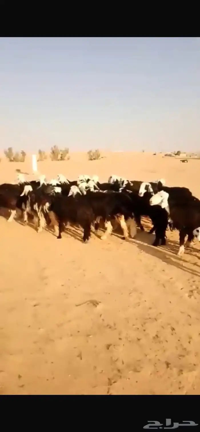 البيع نجد موليد 2