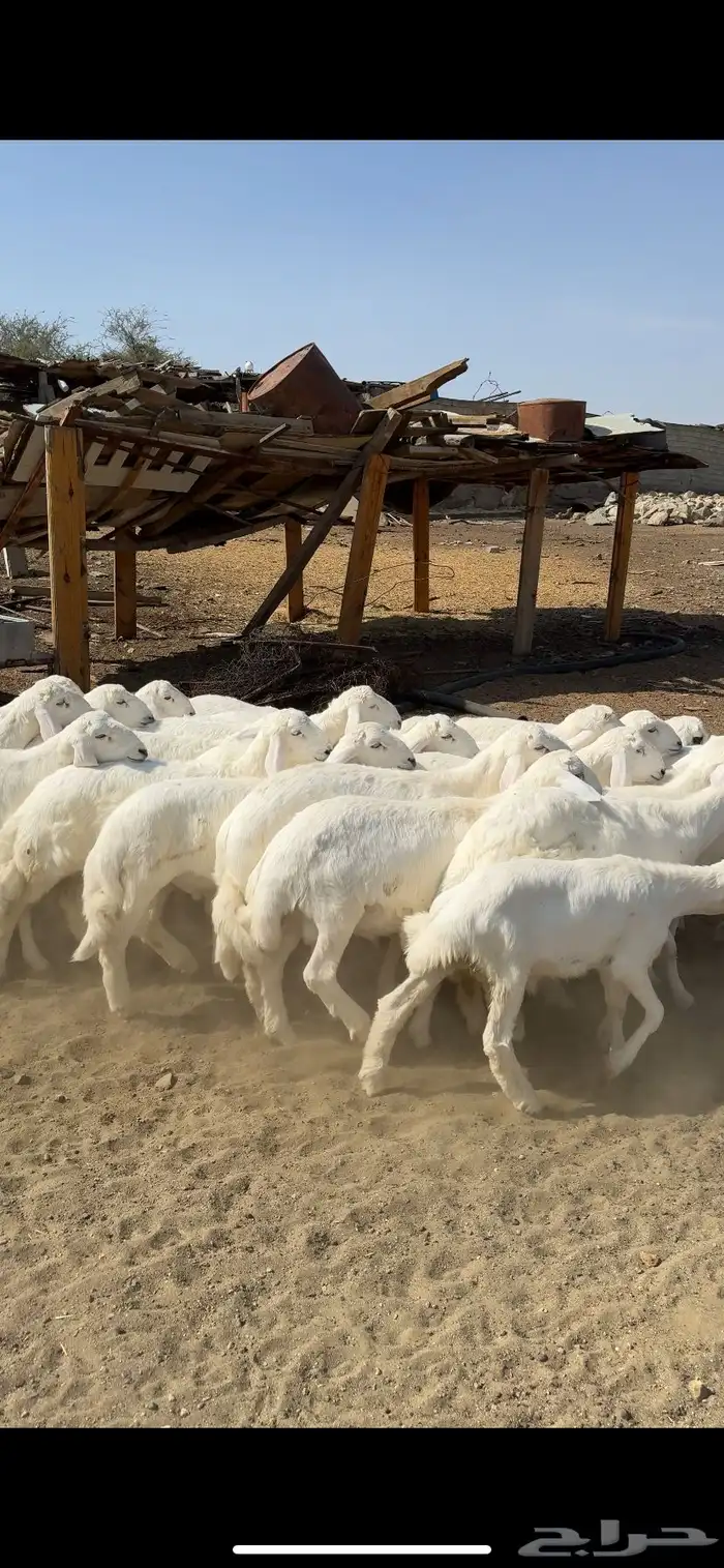 خرفان ورخال 3