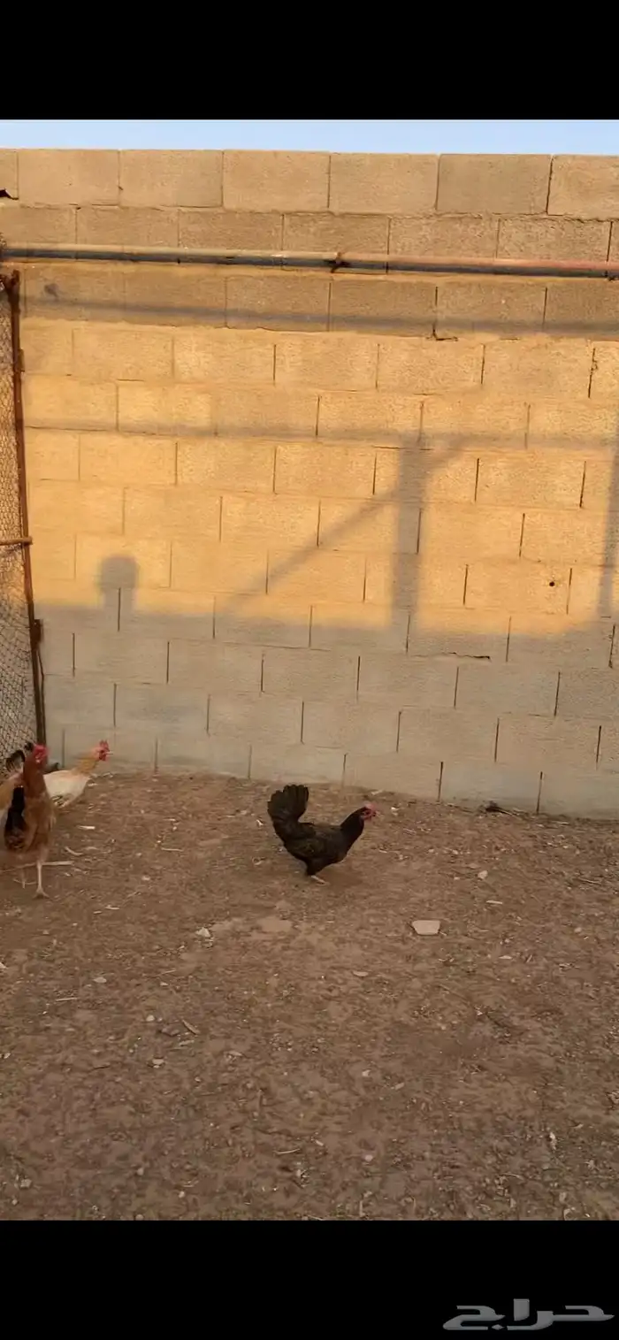 دجاج بلدي بياض 3