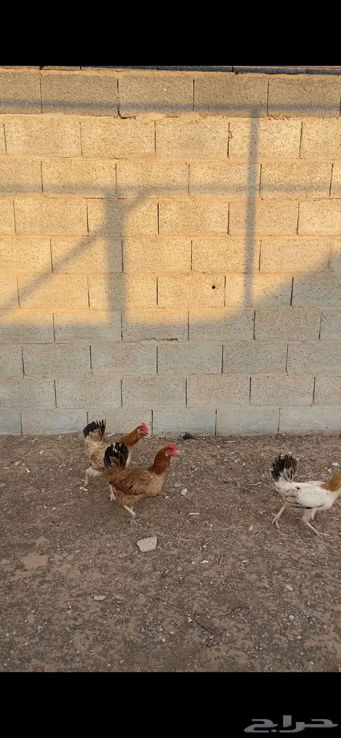 دجاج بلدي بياض 0