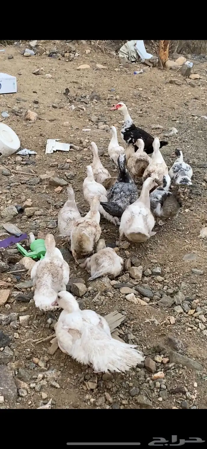 بطه مع فروخها فروخها كبار 2