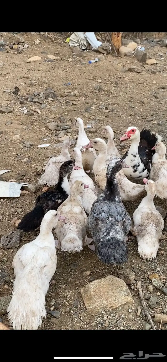 بطه مع فروخها فروخها كبار 5