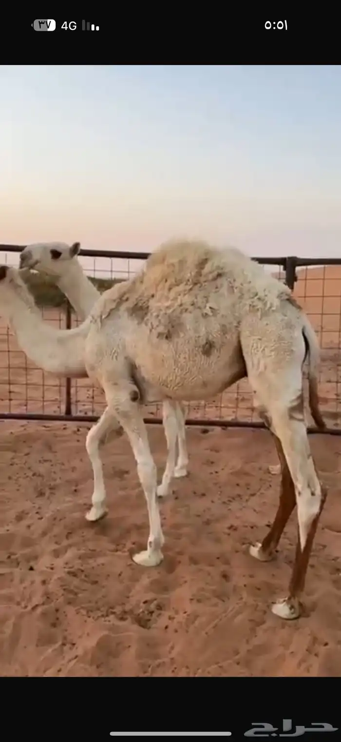 حشو فاخره 1
