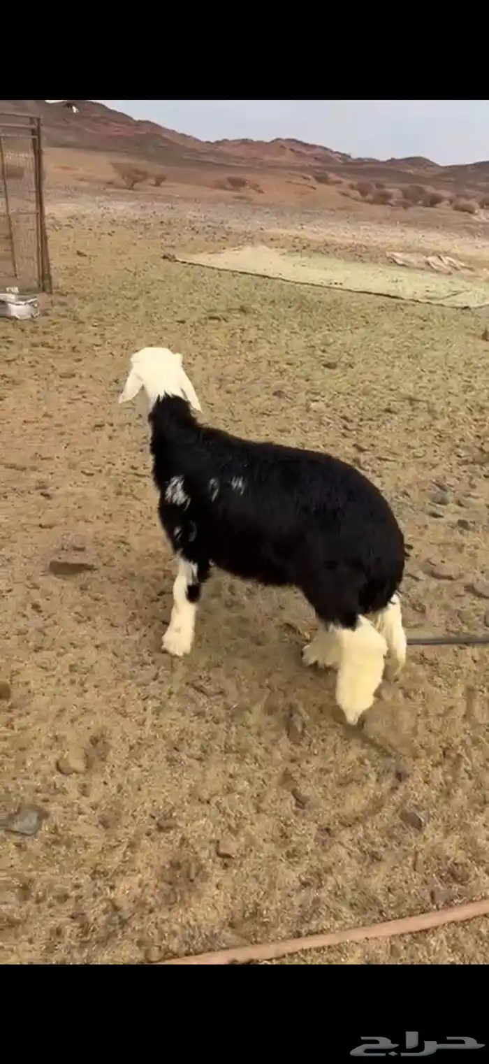 مشروع فحل 0