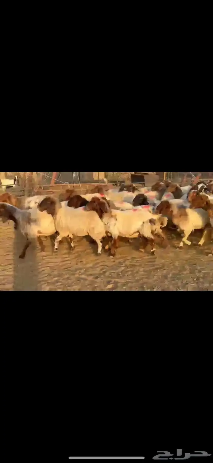 نعيم دفيع 2