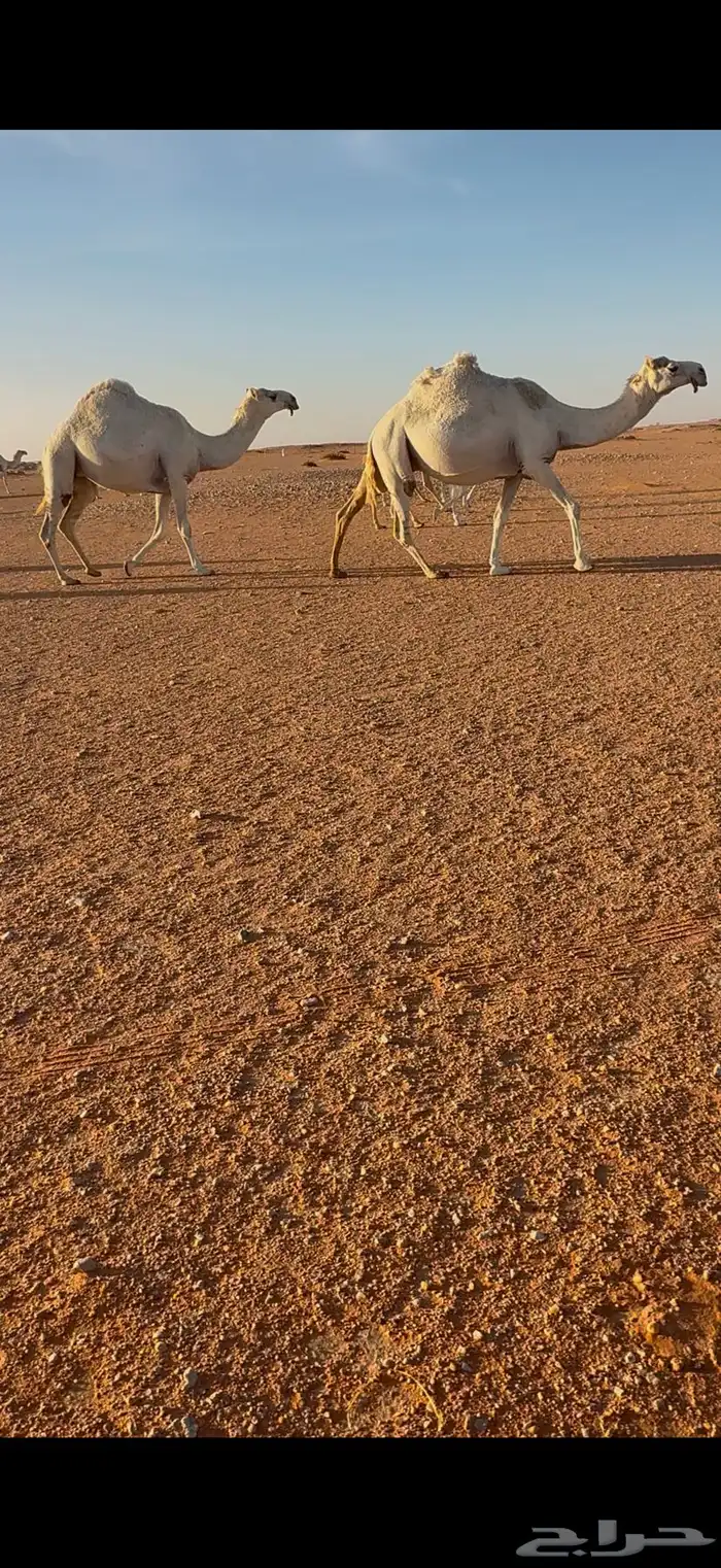 لقحات ثنتين 0