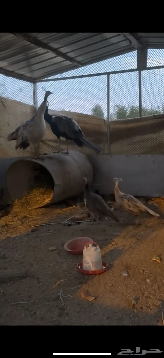 زوج طاووس منتج 4