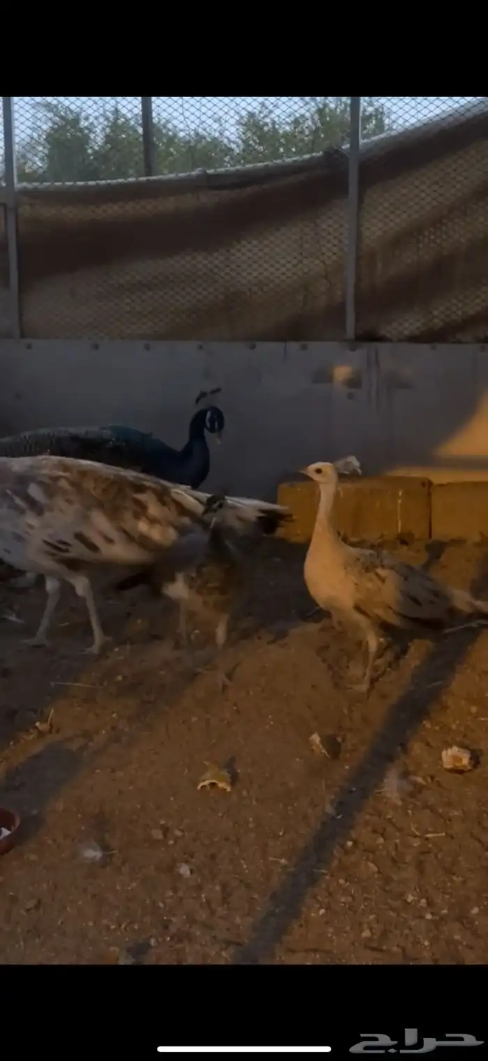 زوج طاووس منتج 1