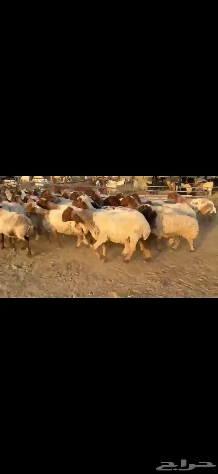 نعيم دفيع 0