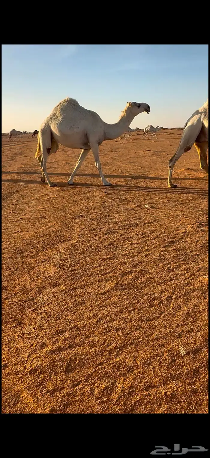 لقحات ثنتين 1