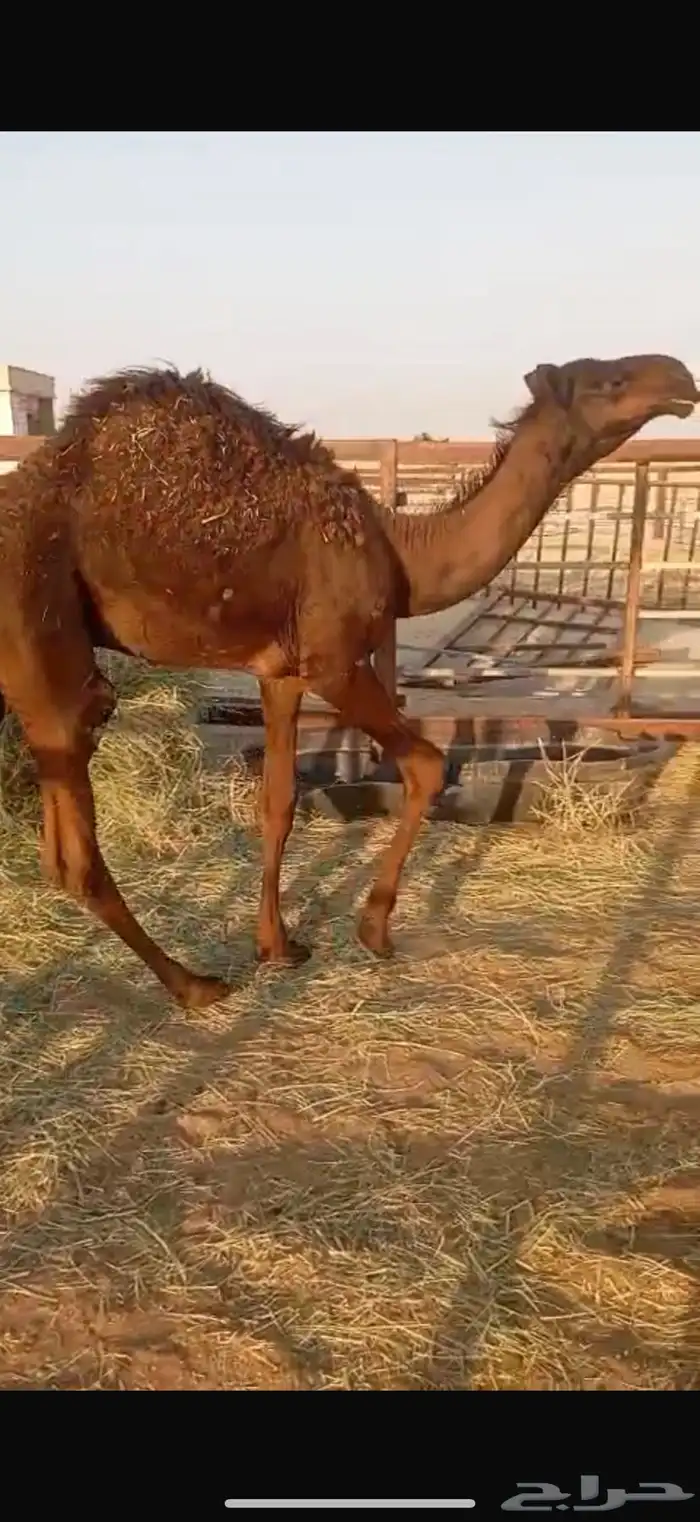 قعود 2