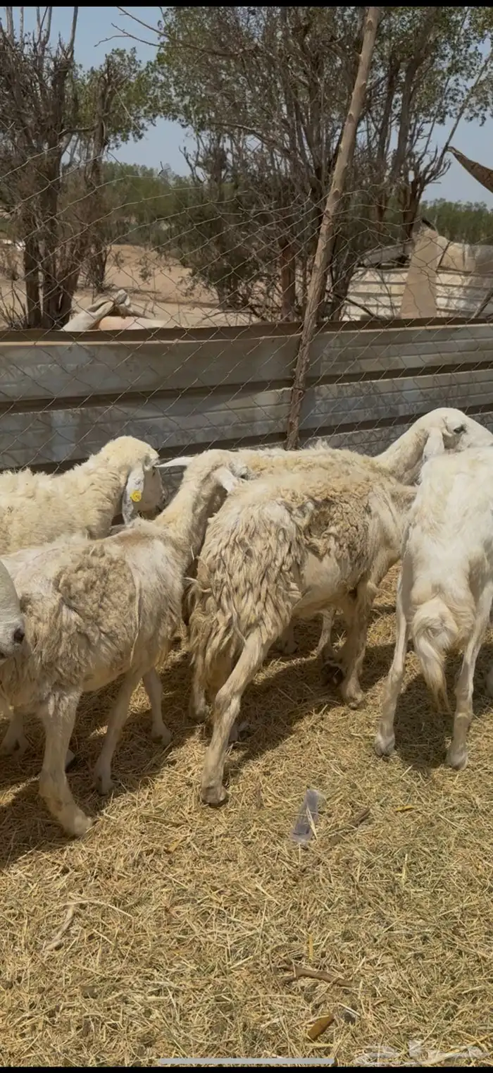 16 ضان حريات مراح واحد طيبه بالحيل ع 640 ي بلاش 3
