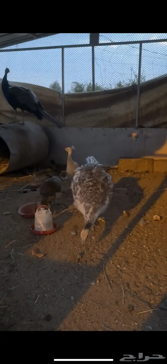 زوج طاووس منتج 3