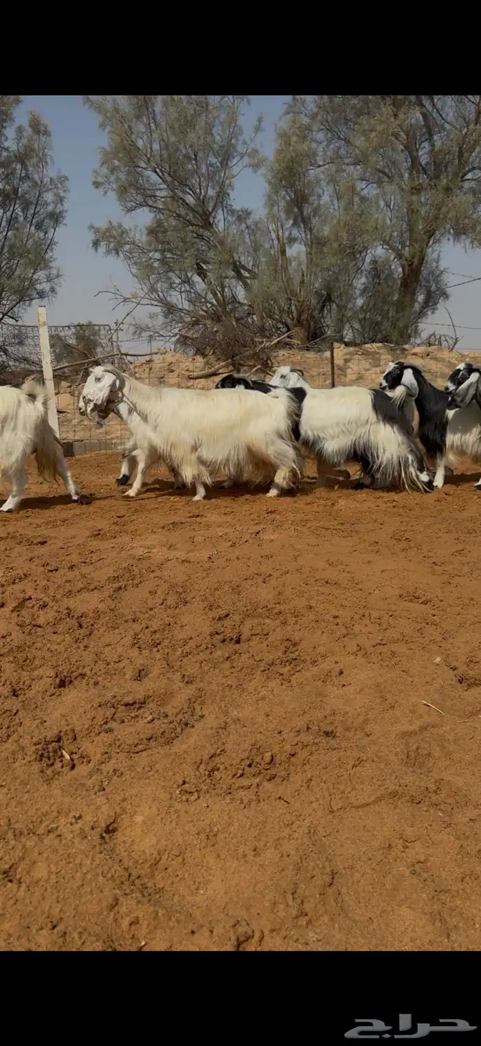 معزا ربد نوادر دفيع شرط 2