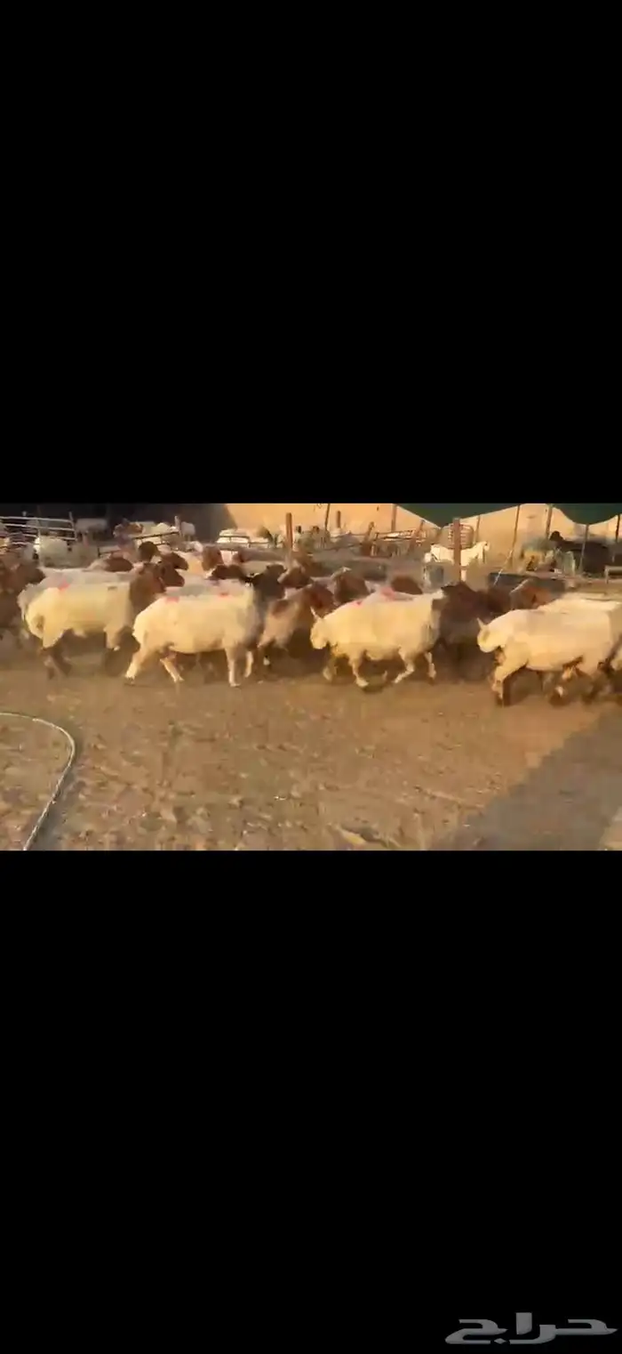 نعيم دفيع 1